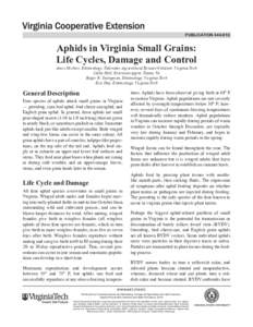 publication[removed]Aphids in Virginia Small Grains: Life Cycles, Damage and Control Ames Herbert, Entomology, Tidewater Agricultural Research Station, Virginia Tech Cathy Hull, Extension Agent, Toano, Va