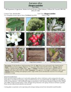 Autumn olive  Oriental bittersweet Elaeagnus umbellata Control Guidelines