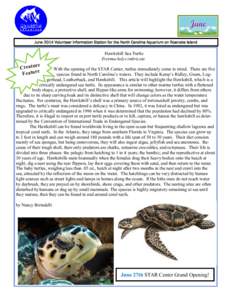 June 2014 Volunteer Information Station for the North Carolina Aquarium on Roanoke Island  Hawksbill Sea Turtle Eretmochelys imbricate  e