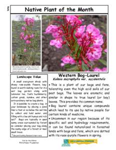 Spring - Western Bog- Laurel