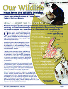 Our Wildlife News from the Wildlife Division Department of Environment & Conservation Natural Heritage Branch  New insight on caribou calving