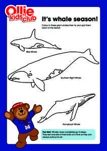 It’s whale season! Colour in these giant whales then try and spot them down at the beach. Killer Whale