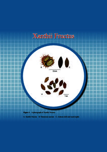 Xanthii Fructus  B C 0.5 cm