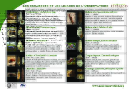 L e s e s c a r g o t s e t l e s l i m a c e s d e l ’ O b s e rva t o i r e La taille représente la hauteur x le diamètre de la coquille pour les escargots, et la longueur pour les limaces. Les coquilles sont prés