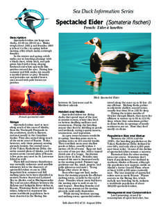 Sea Duck Information Series  Spectacled Eider (Somateria fischeri) French: Eider à lune�es  Description