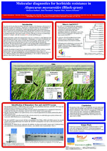 Molecular diagnostics for herbicide resistance in Alopecurus myosuroides (Black-grass) 1 2