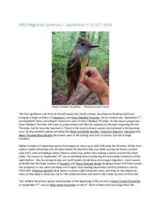 PIBO Migration Summary – September 1st to 15th, 2014  Great-Crested Flycatcher – Photo by Sachi Schott The first significant cold front of the fall season has finally arrived, boosting our banding totals and bringing