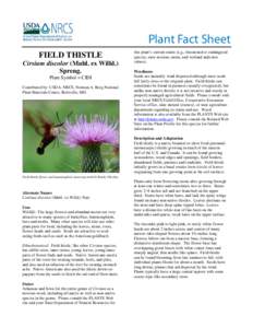 Curculionidae / Biology / Cirsium / Thistle / Trichosirocalus horridus / Weed / Onopordum acanthium / Centaurea solstitialis / Invasive plant species / Flora / Botany