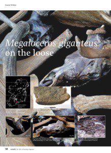 Guest Writer  Megaloceros giganteus