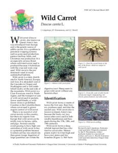 Wild Carrot, Daucus carota L., PNW 447 (Oregon State University Extension Service)