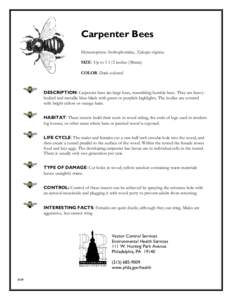 Protostome / Eastern carpenter bee / Carpenter bee / Bumble bee / Bee / Apidae / Pollinators / Hymenoptera / Phyla