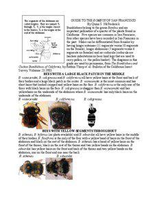 GUIDE TO THE BOMBUS OF THE BAY AREA