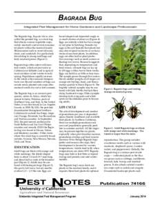 Bagrada Bug Integrated Pest Management for Home Gardeners and Landscape Professionals The Bagrada bug, Bagrada hilaris, also called the painted bug, is a stink bug that attacks various vegetable crops, weedy mustards and