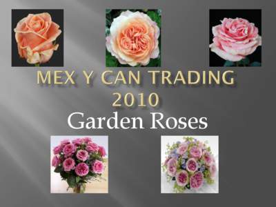 Recreation / Garden roses / David C.H. Austin / Rose / Floribunda / Hybrid Tea / Roses / Botany / Agriculture