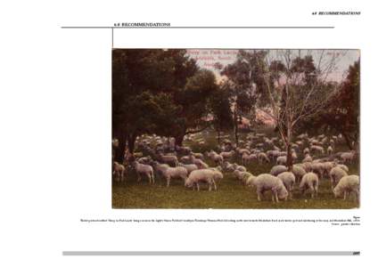 6.0 RECOMMENDATIONS  6.0 RECOMMENDATIONS Figure Tinted postcard entitled ‘Sheep on Park Lands’ being a scene in the Light’s Vision ‘Paddock’ locality in Tarndanya Womma/Park 26 looking north-west towards Montef