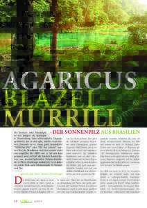AGARICUS BLAZEI MURRILL - DER SONNENPILZ AUS BRASILIEN
