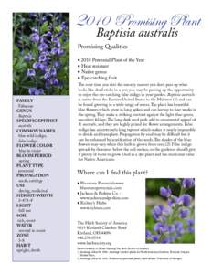 Baptisia / Indigo / Amorpha / Herb / Baptisia alba / Botany / B. alba / Faboideae / Baptisia australis / B. australis