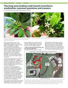 Biogeography / Botany / Lumnitzera / Laguncularia / Fairchild Tropical Botanic Garden / Rhizophora mangle / Seed / Matheson Hammock Park / Fairchild / Combretaceae / Flora / Mangroves