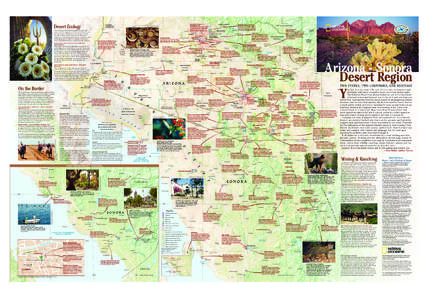 Municipalities of Sonora / Geography of Southern California / Gulf of California / Sonoran Desert / Tucson /  Arizona / La Pintada / Arizona / Eusebio Kino / Saguaro / Geography of Mexico / Geography of North America / Sonora