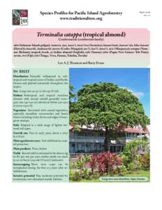 Terminalia catappa (tropical almond)