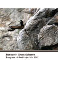 Greater Crested Tern / Tern / Birds of Western Australia / Birds of Australia / Thalasseus