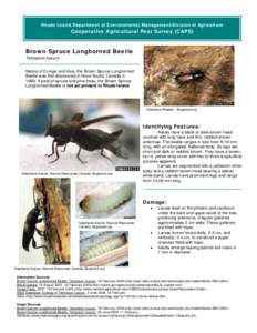 Rhode Island Department of Environmental Management/Division of Agriculture  Cooperative Agricultural Pest Survey (CAPS) Brown Spruce Longhorned Beetle Tetropium fuscum