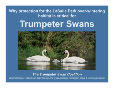 Why protection for the LaSalle Park over-wintering habitat is critical for Trumpeter Swans  The Trumpeter Swan Coalition