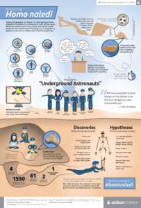 Homonaledi Infographic - Digital Screen