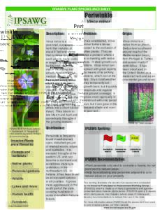 Groundcovers / Apocynaceae / Invasive plant species / Vinca minor / Vinca / Glyphosate / Periwinkle / Invasive species / Vinca major