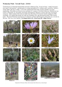 Ericaceae / Flora of New South Wales / Leucopogon / Ozothamnus / Wahlenbergia / Eucalyptus dalrympleana / Oxylobium / Pomaderris / Scoparia / Eudicots / Asterids / Flora of Tasmania