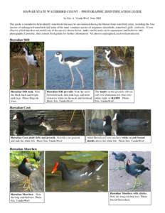 Ducks / Urban animals / Birds of Western Australia / Fauna of Europe / Shorebirds / Pectoral Sandpiper / Tattler / Hawaiian Duck / Glaucous-winged Gull / Ornithology / Anas / Zoology