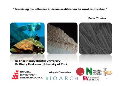 “Examining the influence of ocean acidification on coral calcification” Peter Tomiak Dr Erica Hendy (Bristol University) Dr Kirsty Penkman (University of York) Wingate Foundation