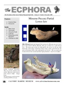 The  ECPHORA The Newsletter of the Calvert Marine Museum Fossil Club Volume 23  Number 4 December 2008