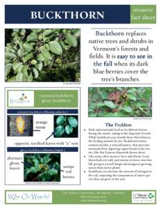 Flora of Morocco / Medicinal plants / Invasive plant species / Buckthorn / Laxatives / Rhamnus cathartica / Rhamnus frangula / Invasive species / Herbicide / Flora / Botany / Biota