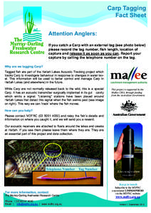 Fishkeeping / Oily fish / The Mallee / Murray–Darling basin / Asian carp / Fish / Carp / Sport fish