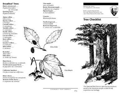 Broadleaf Trees Black cottonwood ___ Populus balsamifera