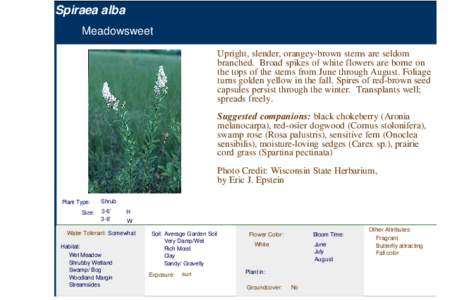 Meadowsweet (spiraea alba)