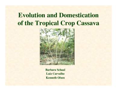 Evolution and Domestication of the Tropical Crop Cassava Barbara Schaal Luiz Carvalho Kenneth Olsen