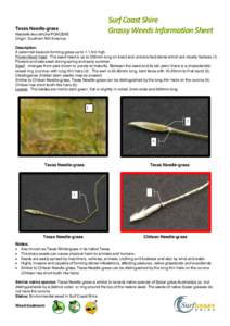 Surf Coast Shire Grassy Weeds Information Sheet Texas Needle-grass  Nassella leucotricha POACEAE