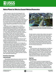 Native Plants for Effective Coastal Wetland Restoration Plant communities, along with soils and appropriate water regimes, are essential components of healthy wetland systems. In Louisiana, the loss of wetland habitat co