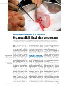 Foto: Arno Massee/SPL/Agentur Focus  KONSERVIERUNGSMETHODEN VON ORGANEN FÜR DIE TRANSPLANTATION Organqualität lässt sich verbessern Die Phase zwischen Ex- und Implantation eines Organs lässt sich zur Vorbeugung