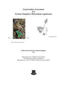 Conservation Assessment For Ternate Grapefern (Botrychium rugulosum)