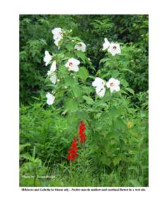 Photo by: Susan Barton  Hibiscus and Lobelia in bloom adj—Native marsh mallow and cardinal flower in a wet site. 