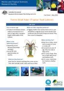 Fact Sheet – May[removed]Torres Strait Kaiar (Tropical Rock Lobster) Life Cycle Size at mature age • Tropical rock lobsters (Kaiar)