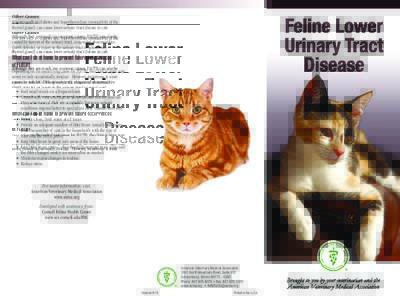 Feline Lower Urinary Tract Disease (Spanish)