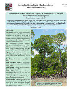 Rhizophora apiculata, R. mucronata, R. stylosa, R. x annamalai, R. x lamarckii (Indo-West Pacific stilt mangroves)