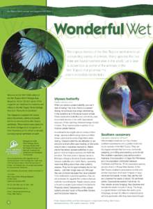 Wet Tropics World Heritage Area MagazineThe tropical forests of the Wet Tropics are home to an astounding variety of animals. Many species that live here are found nowhere else in the world. Let’s take a cl