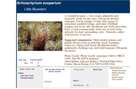 Little Bluestem (schizachyrium scoparium)