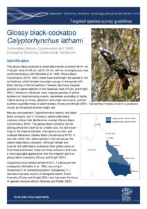 Targeted species survey guidelines - glossy black-cockatoo