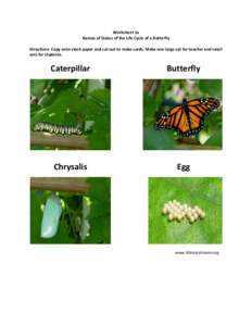 Worksheet 1a Names of States of the Life Cycle of a Butterfly Directions: Copy onto stock paper and cut out to make cards. Make one large set for teacher and small sets for students.  Caterpillar